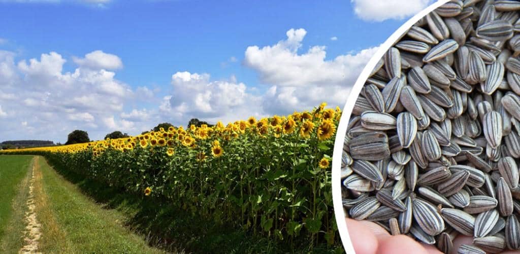 Урожай в Україні скоротиться