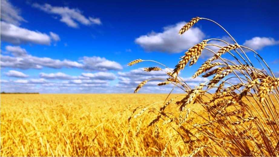 Украинская пшеница может подешеветь