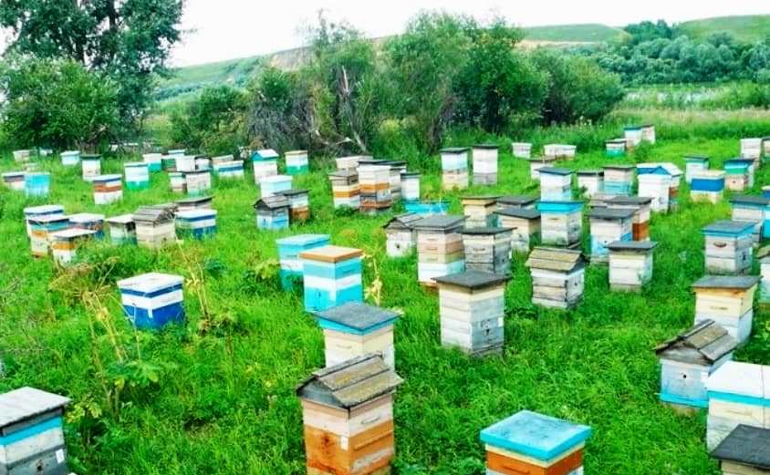 Як і коли навесні ставити магазин для бджіл