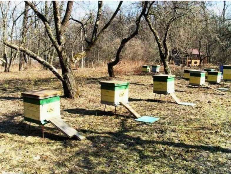 Коли виставляти вулики після зимівки