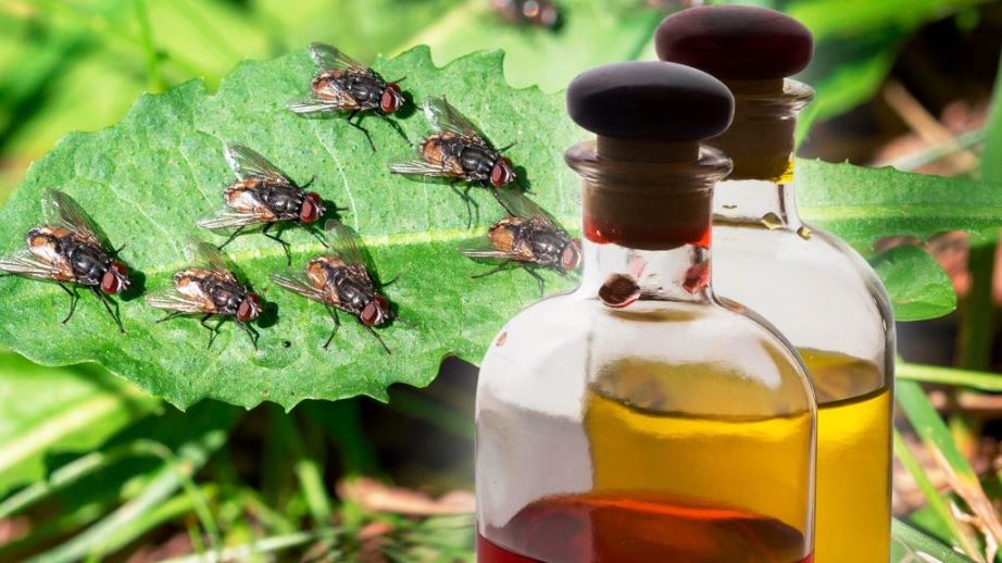 Олії, що відлякують комах