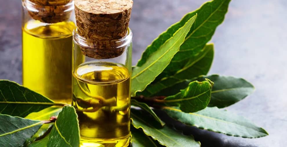 Bay Leaf Oil