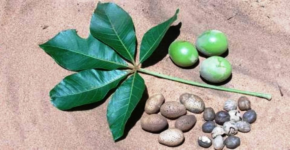 Mongongo nut