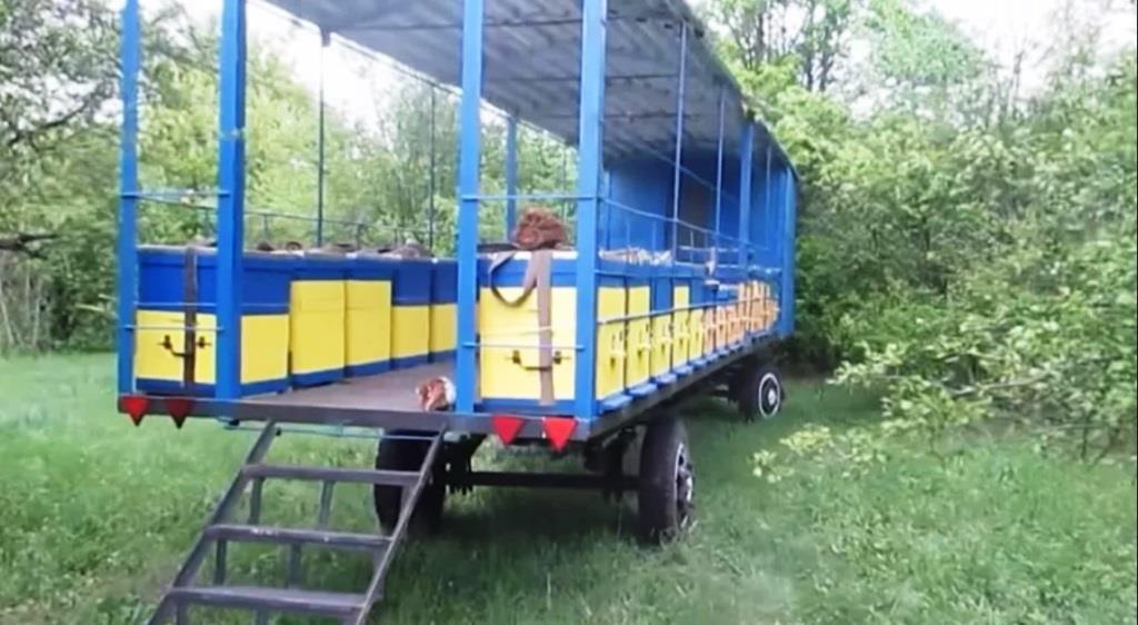 Правила й особливості вивезення бджіл