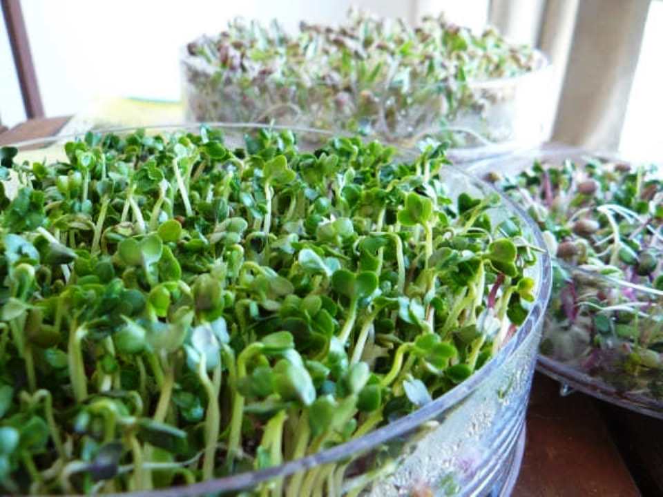 What to do with Milk Thistle sprouts