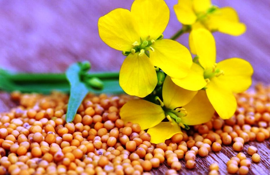 Camelina seeds for diabetes: benefits and usage