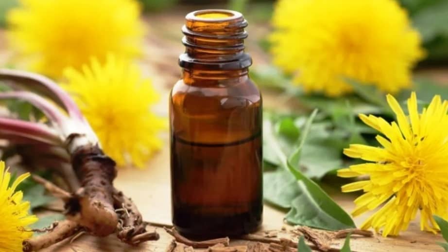 Dandelion root oil