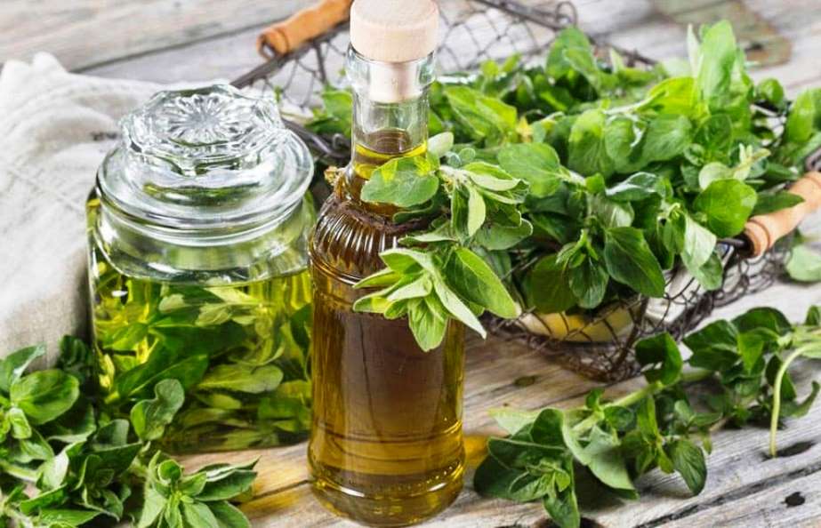 How to make oregano oil at home: benefits, recipe and health uses