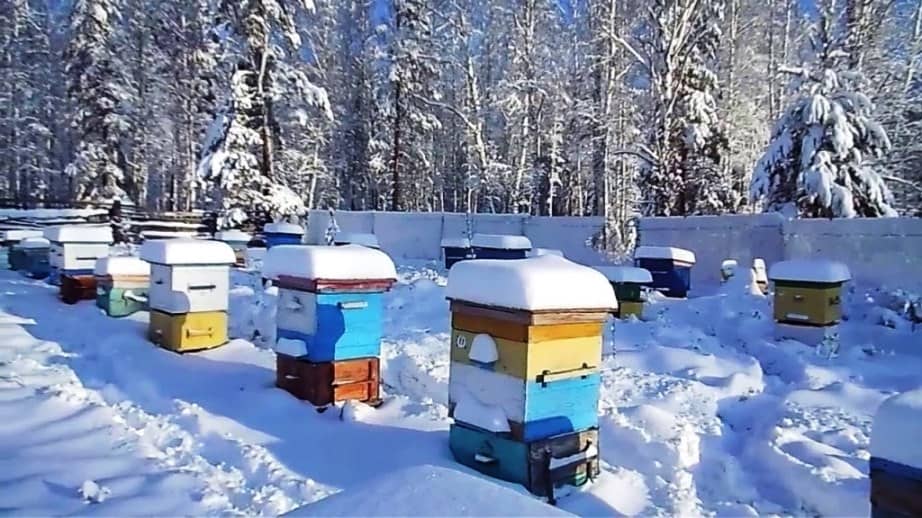Monitoring bee wintering