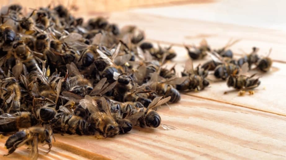 Bee podmor