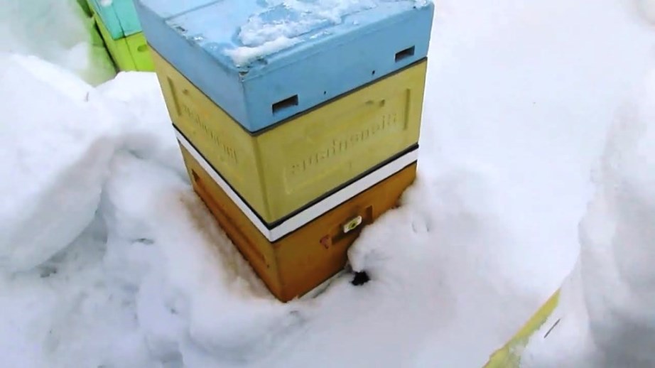 Beekeeping in February