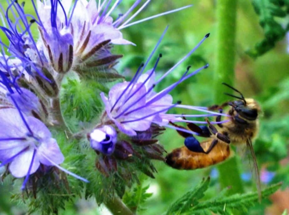 Best honey plants