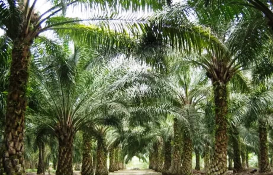 Искусственный интеллект и дроны будут прогнозировать урожай на плантациях масличной пальмы