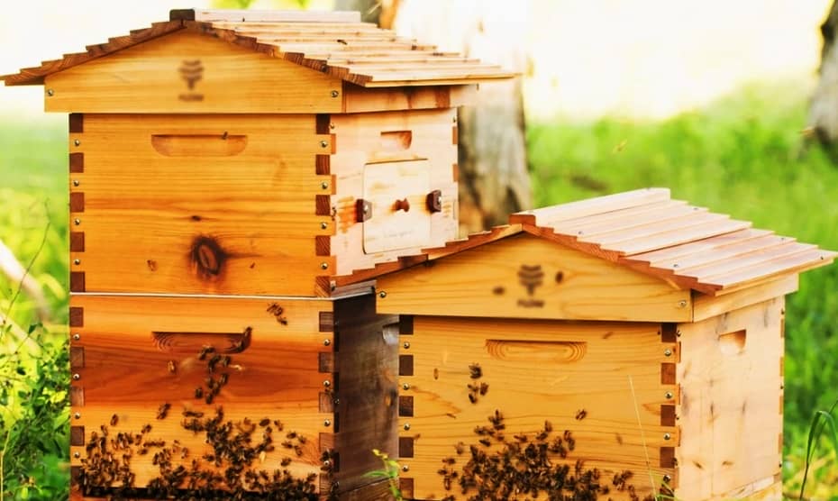 How to properly prepare a beehive for bees
