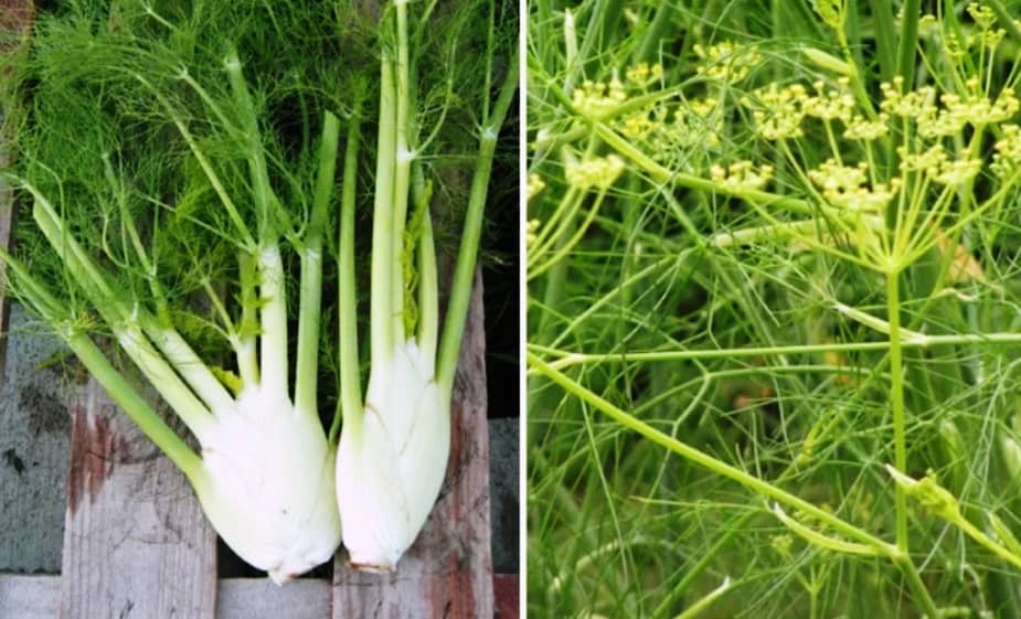 Fennel vs. dill: what is the difference?